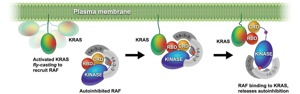 Model describing RAF recruitment to the membrane by KRAS