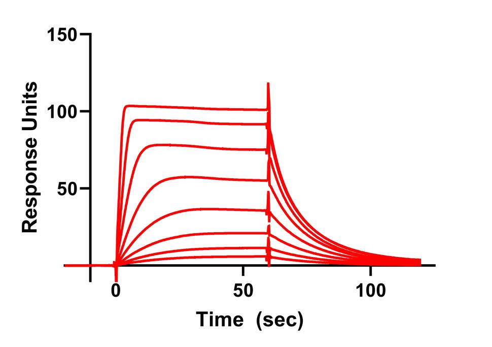 SPR sensorgram showing drug interaction with KRAS4b