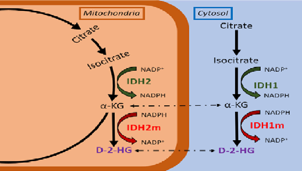 Diagram showing that mutated forms of IDH1 and IDH2 proteins cause D-2HG to be formed.