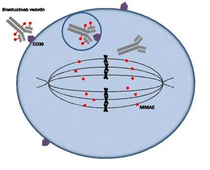 An illustration of brentuximab's mechanism of action.