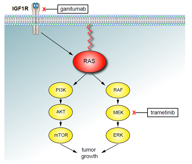 A diagram of the signaling pathway in cells blocked by ganitumab and trametinib.