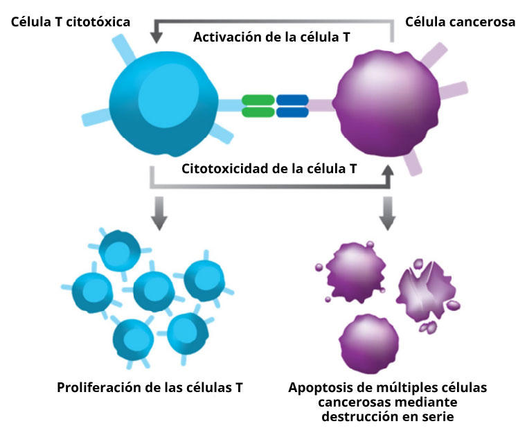Ilustración que muestra cómo el blinatumomab hace que las células T se unan a las células cancerosas. Esta unión activa las células T para que se multipliquen y sea más fácil destruir las células cancerosas.