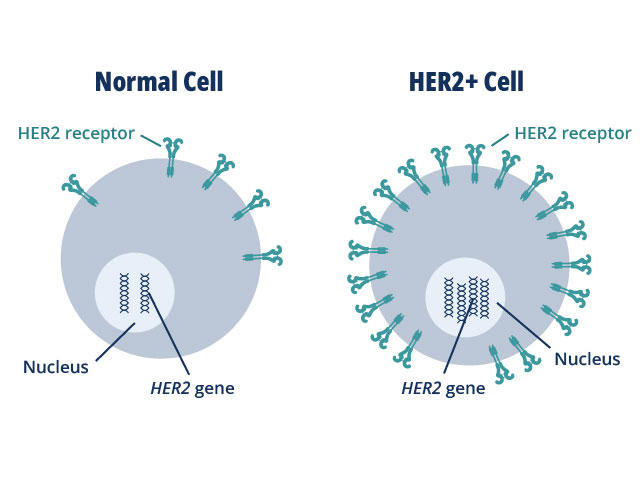 FDA Updates » Recent Cancer-Related Approvals & Updates