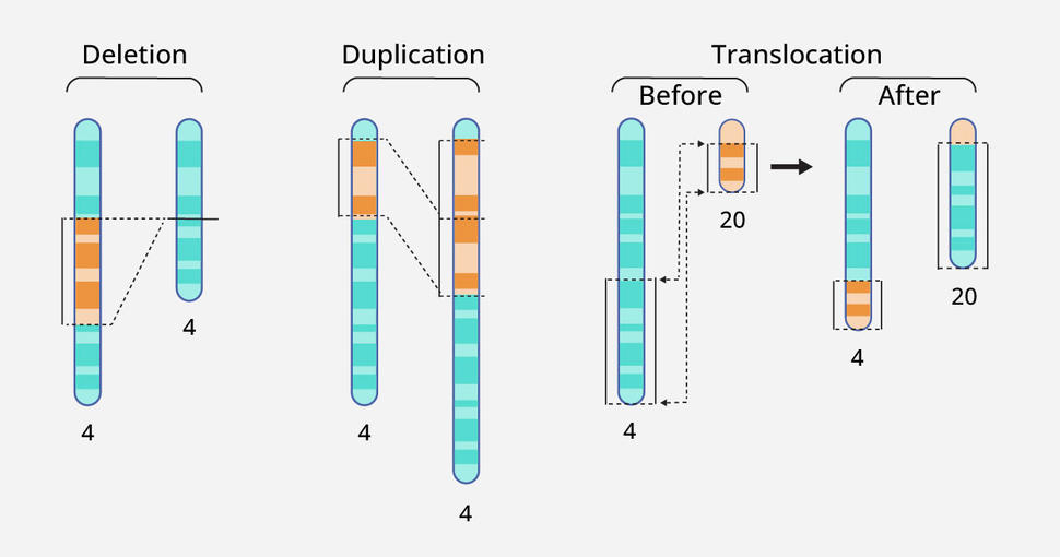 Illustrations of chromosomal deletion, duplication, and translocation
