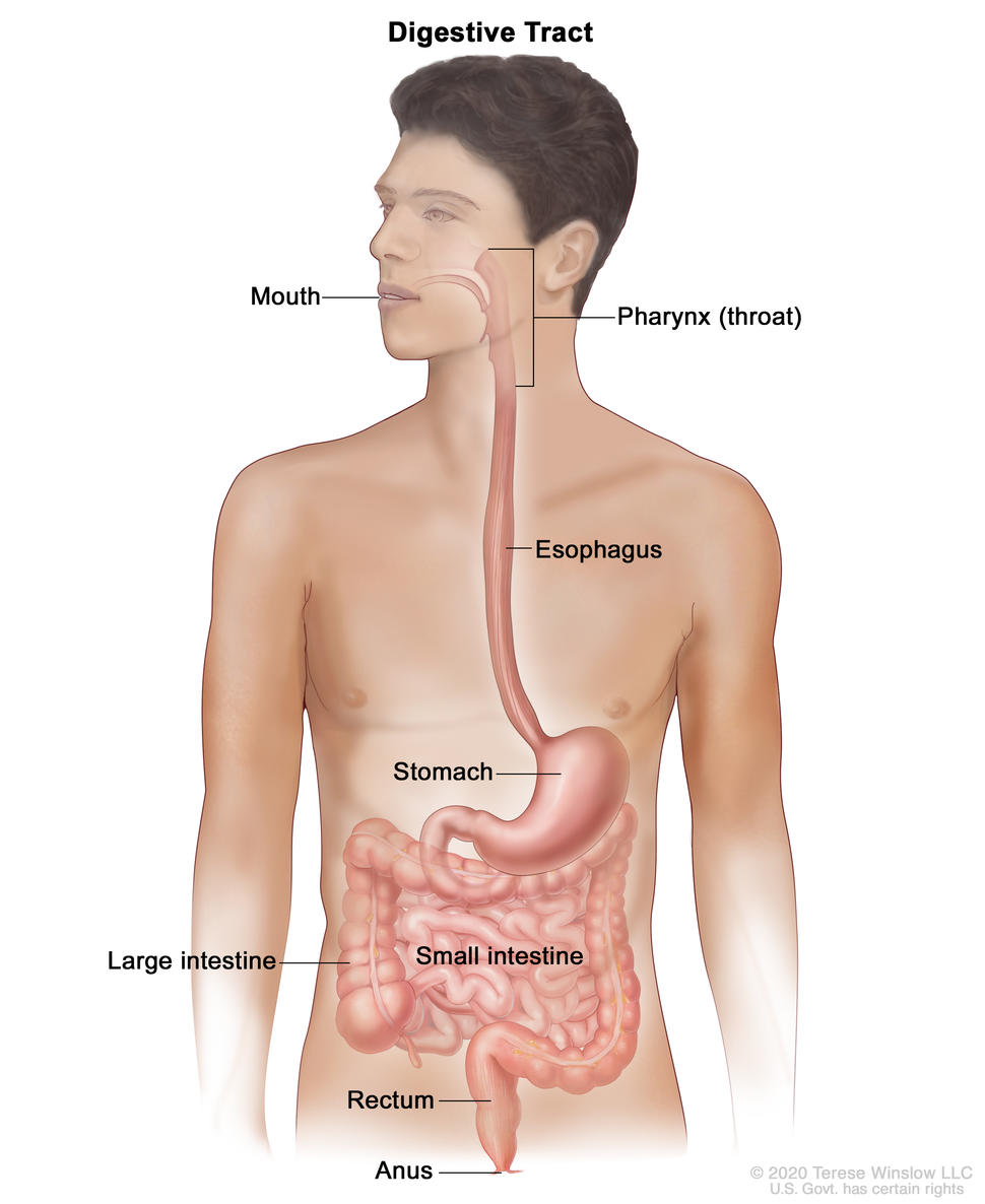 Anatomy of the digestive tract; drawing shows the mouth, pharynx (throat), esophagus, stomach, small intestine, large intestine, rectum, and anus.