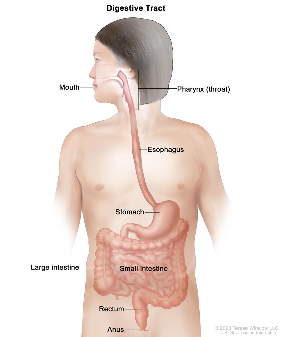 Anatomy of the digestive tract; drawing shows the mouth, pharynx (throat), esophagus, stomach, small intestine, large intestine, rectum, and anus.