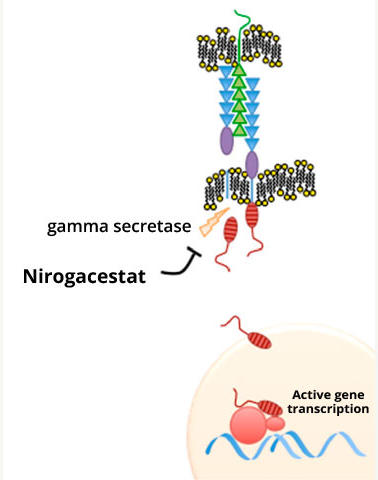 An illustration showing nirogacestat blocking an enzyme called gamma secretase, which is part of a signaling pathway that drives desmoid tumor growth.