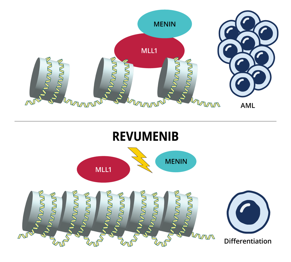 An illustration of revumenib blocking the MLL and menin proteins from interacting.