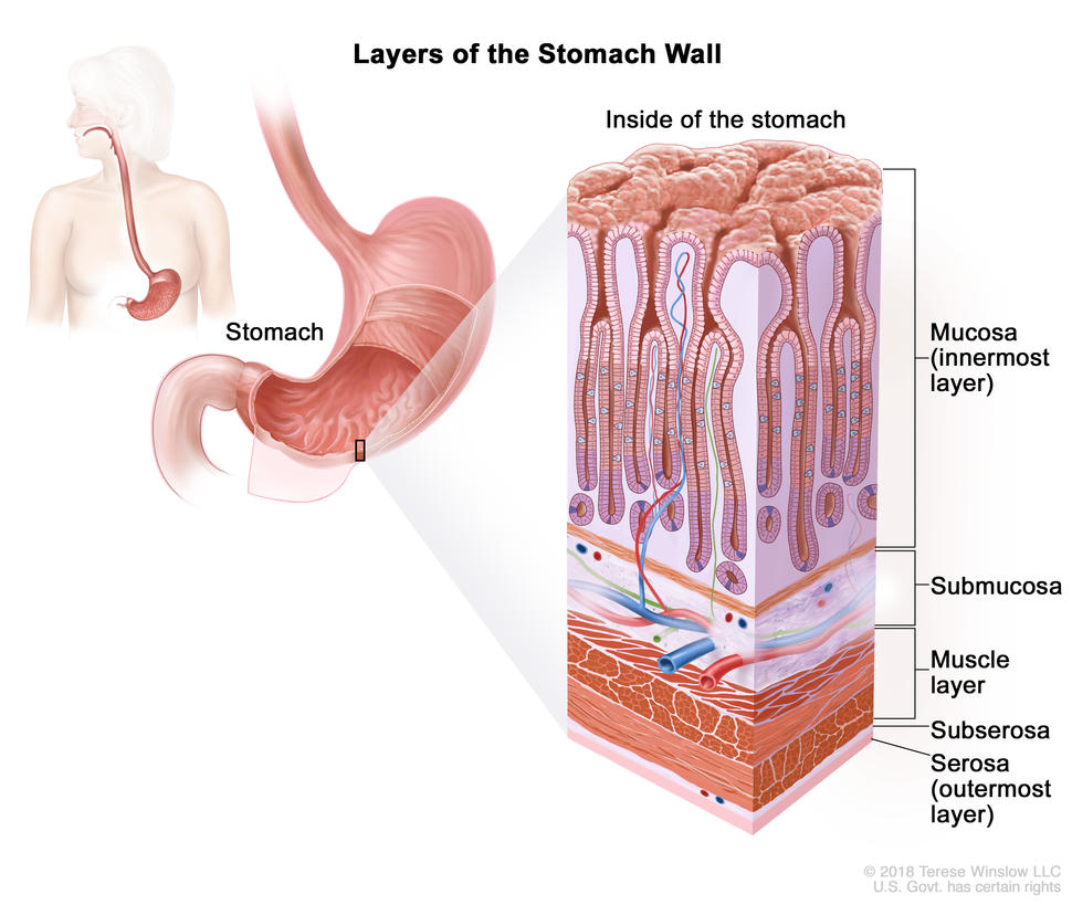 Layers of the stomach wall; drawing of the stomach with an inset showing the layers of the stomach wall, including the mucosa (innermost layer), submucosa, muscle layer, subserosa, and serosa (outermost layer).