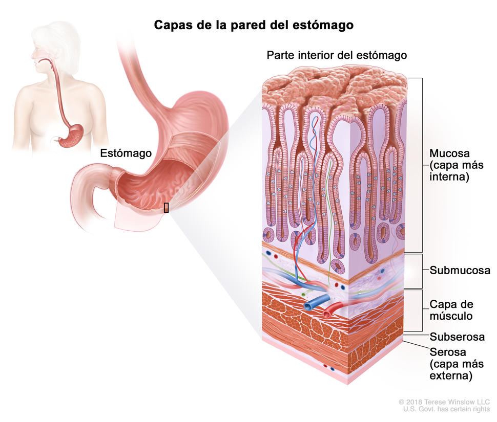 Capas de la pared del estómago. En la imagen del estómago y en el recuadro se observan las capas de la pared del estómago, incluso la mucosa (capa más interna), la submucosa, la capa de músculo, la subserosa y la serosa (capa más externa).