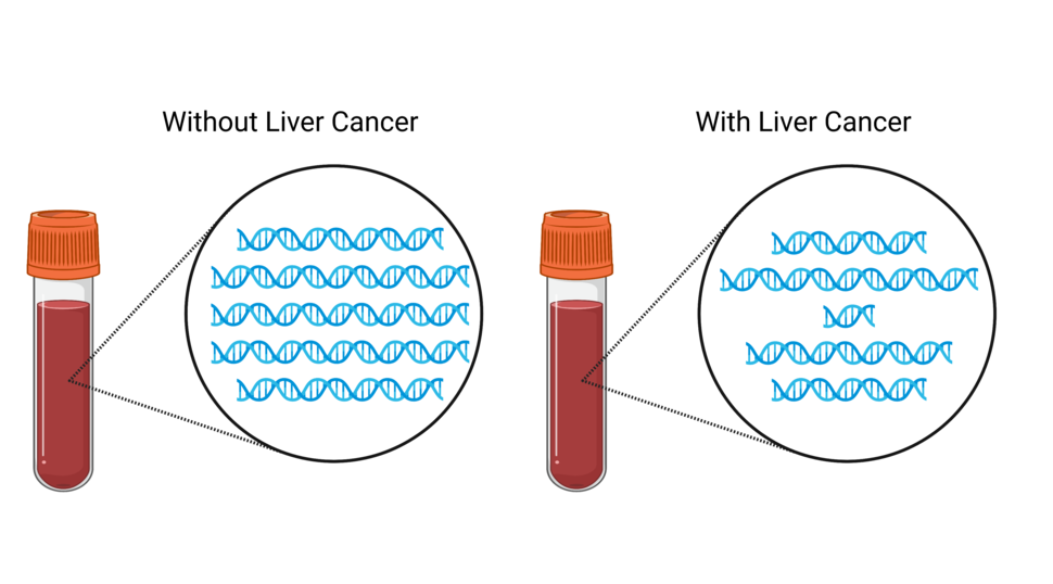 Two tubes of blood with zoom-ins showing DNA fragments. 