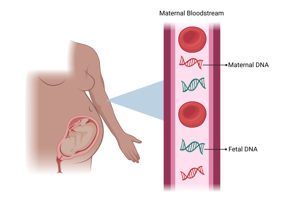 A conceptual illustration showing maternal and fetal DNA in the blood stream.