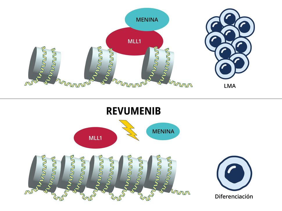 Ilustración de la forma en que el revumenib inhibe la interacción entre las proteínas MLL1 y la menina.