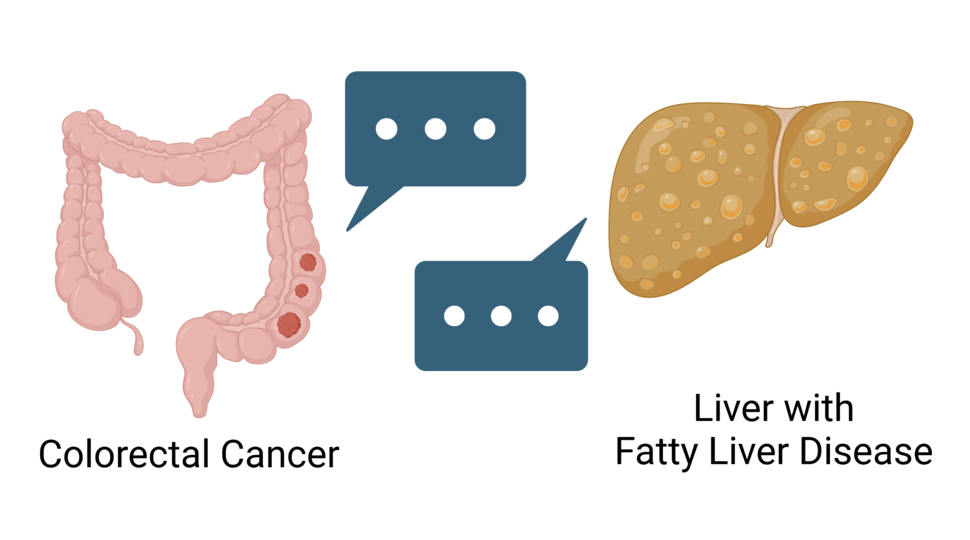 Icon of a colon with three tumors on the right side. A message bubble with three dots points from the colon tumors. On the other side, an icon of a yellowish liver with a message bubble coming from it.