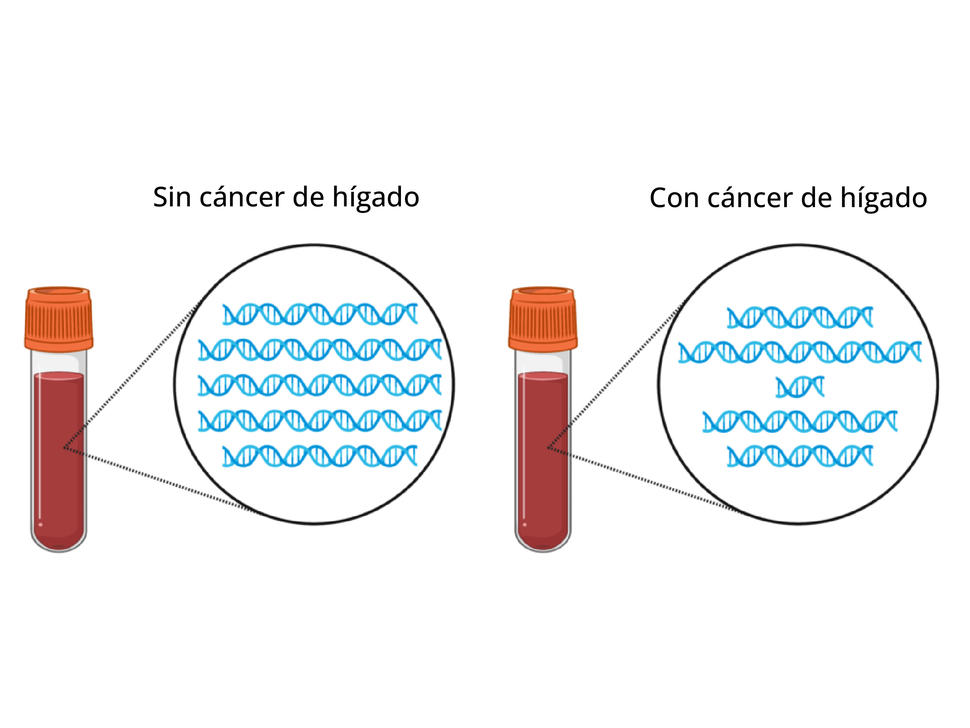 Dos tubos de sangre con ilustraciones ampliadas de fragmentos de ADN.