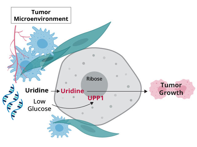Illustration of cancer cell taking up uridine and removing the ribose from it