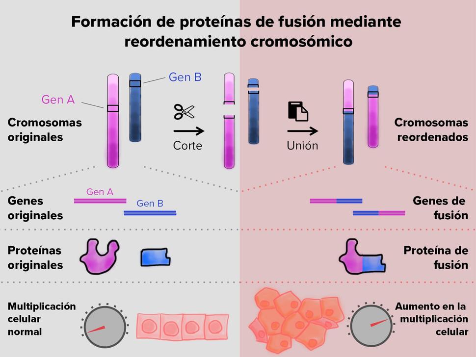 Formación de proteínas de fusión mediante reordenamiento cromosómico
