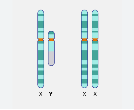 An illustration of the X and Y chromosomes and X and X chrom0somes side by side.