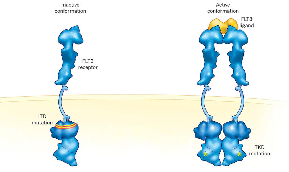 An illustration depicting the ITD and TKD mutations in FLT3 in a cell membrane