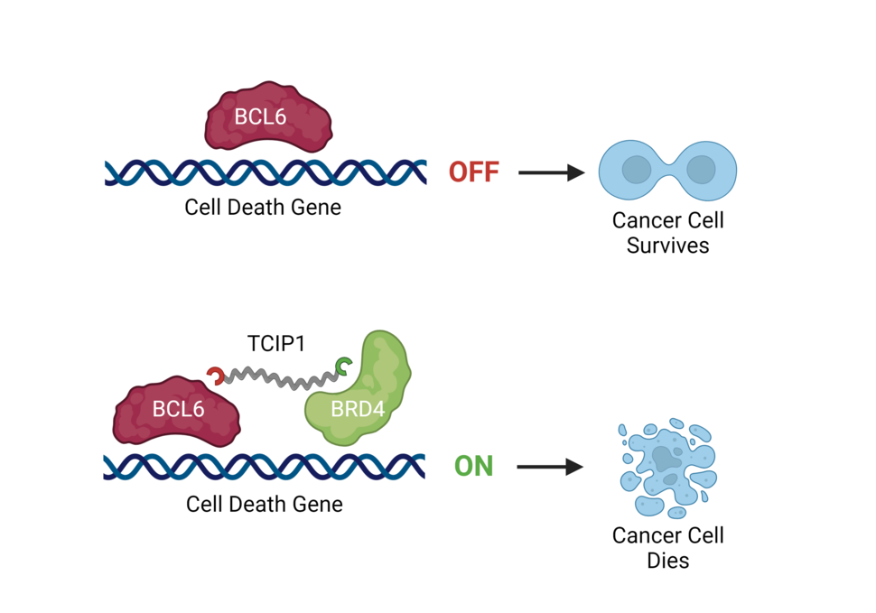 A red bean shape on DNA labeled "cell death gene" with the words ON and an arrow pointing to a dividing cell. Below, Red and green bean shapes with a squiggly line connecting them and labeled "TCIP1". The word ON and an arrow pointing to a dead cell.