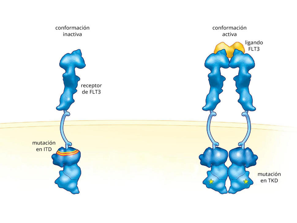 Ilustración que muestra las mutaciones en ITD y TKD en la proteína FLT3 en la membrana de una célula.