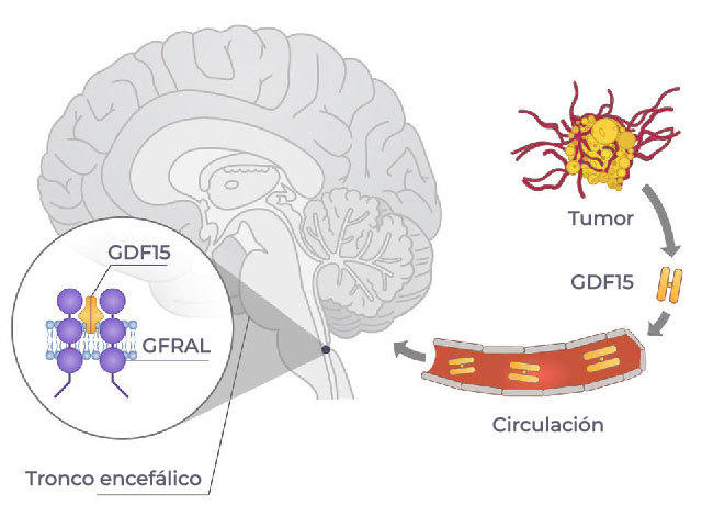 Ilustración que muestra la forma en que la GDF15 en el tumor se une a la GFRAL en el encéfalo.