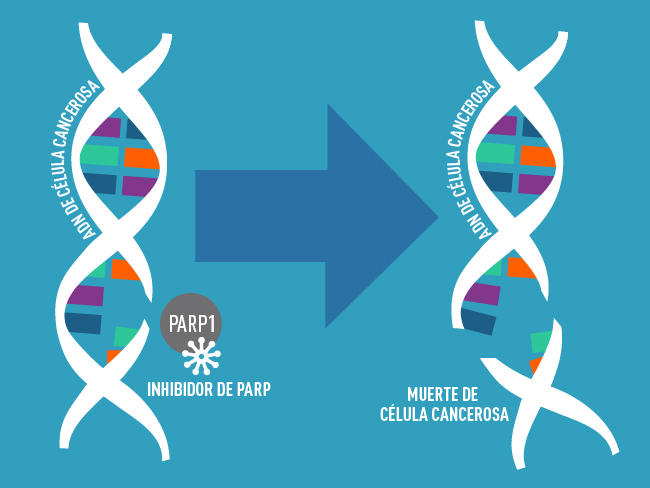 Ilustración del ADN con rotura en una sola hebra y del inhibidor de PARP que bloquea la proteína PARP.