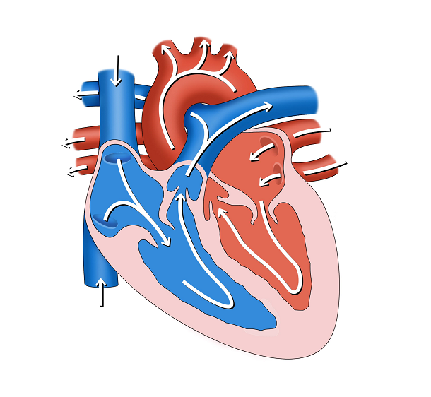 An illustration of the heart and its chambers