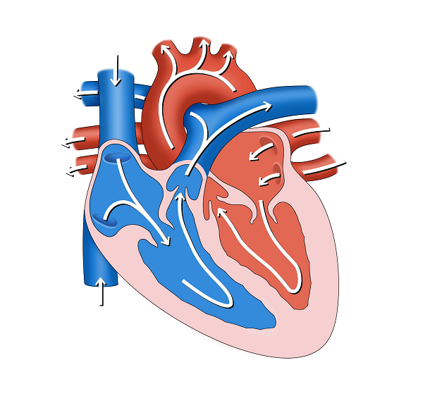 Imagen del corazón y las cavidades cardíacas