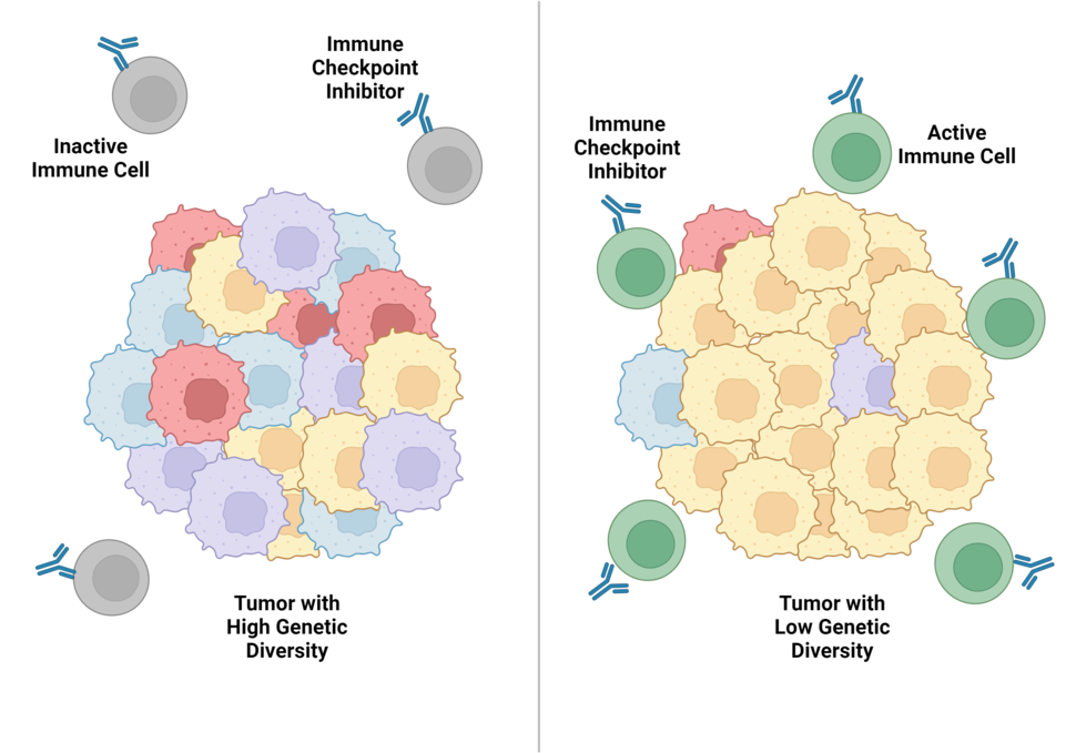 A tumor with multicolored cells on the left surrounded by gray immune cells. On the right, a tumor with nearly all yellow cells, surrounded by green immune cells.