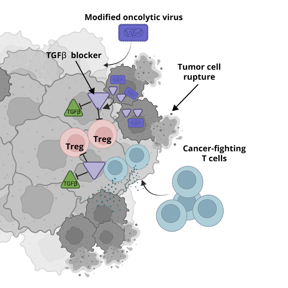 Illustration showing how the modified oncolytic virus works in cancer cells 