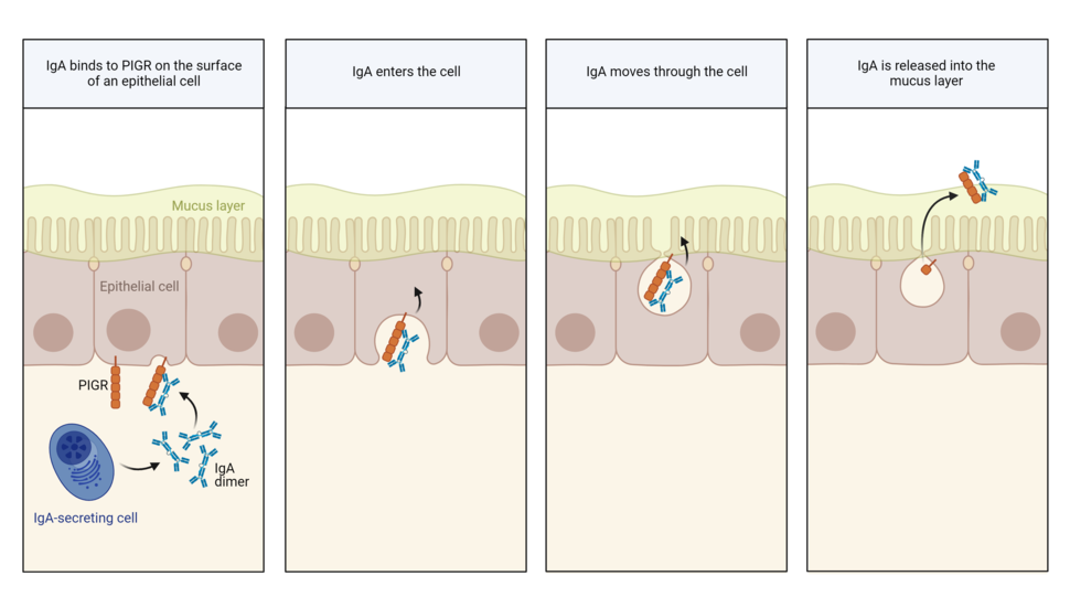 A sequence of illustrations showing how IgA reaches the mucus layer of hollow organs. IgA binds to PIGR on the surface of an epithelial cell lining the organ. PIGR then carries IgA through the epithelial cell and releases it into the mucus layer inside the organ.