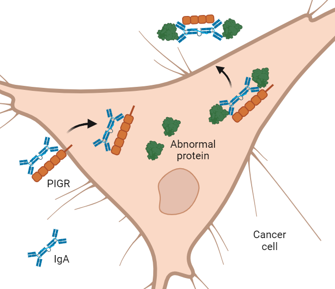 An illustration showing how IgA antibodies slip inside a cancer cell, latch onto abnormal proteins, and pull them out of the cell.  