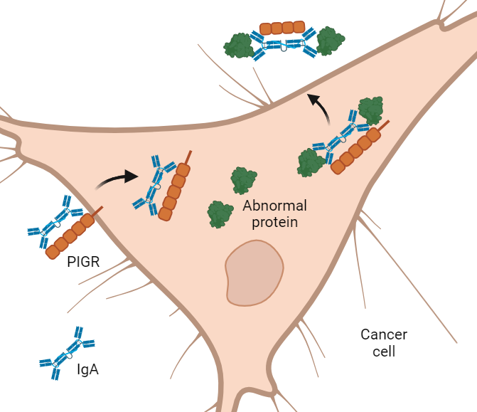 An illustration showing how IgA antibodies slip inside a cancer cell, latch onto abnormal proteins, and pull them out of the cell. 