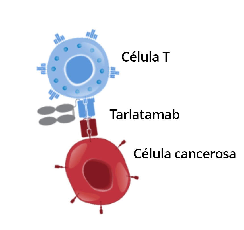 Ilustración que muestra la unión del medicamento tarlatamab (en azul, rojo y gris); de un lado con una célula cancerosa (en rojo) y del otro lado con una célula T (en azul).