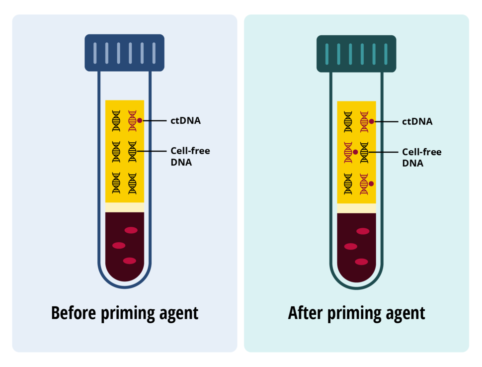 Graphic showing effects of priming agent on concentration of ctDNA and cell-free DNA on liquid biopsy.