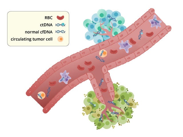 Illustration of a blood vessel emerging from a tumor. The vessel contains floating fragments of DNA from healthy cells and tumors.