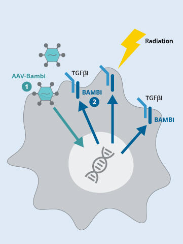 An illustration depicting how gene therapy increases the amount of BAMBI in cells.