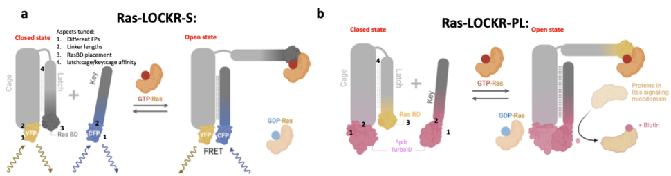A visual representation of a) the Ras-LOCKR-S tool and b) the Ras-LOCKR-PL tool.