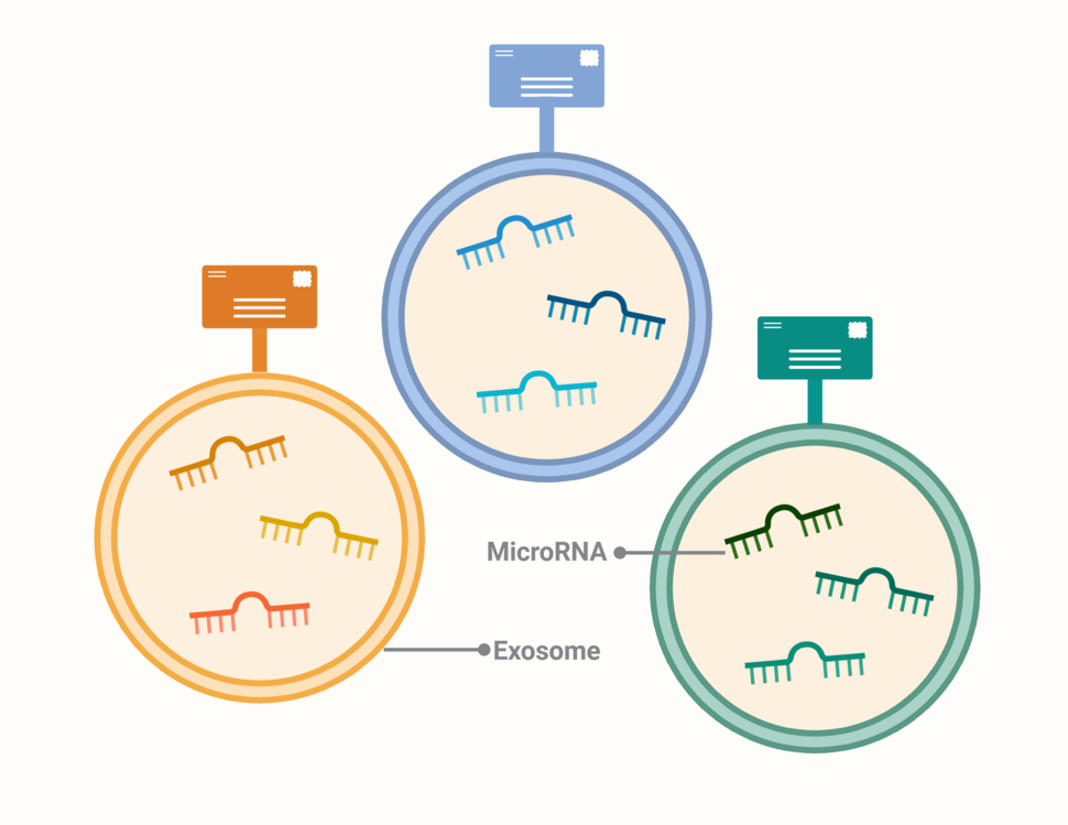 Three different colored circles with squiggles inside and an icon of a letter sticking out of the top. The circles are labeled "exosome" and the squiggles are labeled "microRNA"