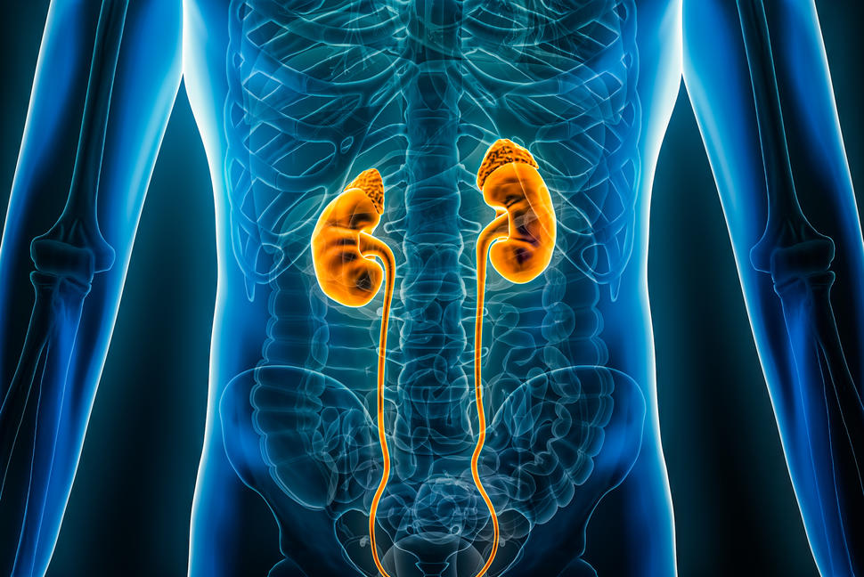 Graphical image of kidneys in a human body. 