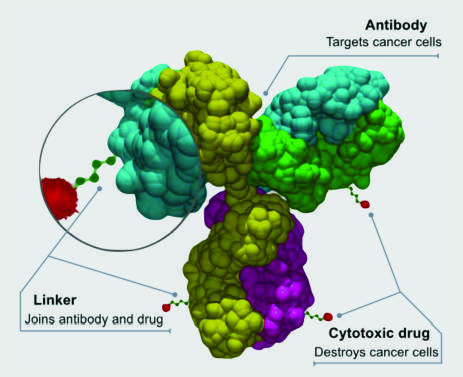 Diagram of an antibody-drug conjugate (ADC) showing three labeled components: an antibody (colorful Y-shaped protein structure) that targets cancer cells, a linker chain that joins the antibody to the drug, and a cytotoxic drug (red molecule) that destroys cancer cells.