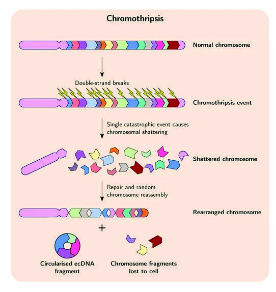 An illustration depicting chromothripsis and its outcome, including ecDNA formation