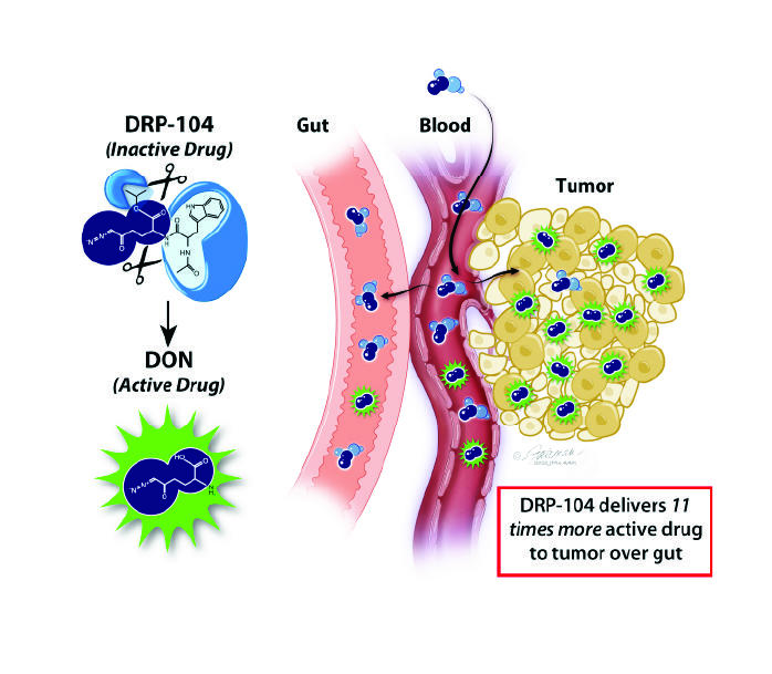 Illustration showing efficacy of the chemotherapy drug DRP-104. On the left, a chemical structure labeled "DRP-104 (Inactive Drug)" is shown, which converts into "DON (Active Drug)". On the right, a cross-section of the body displays a digestive tract labeled "Gut," adjacent blood vessels, and a cluster of yellow tumor cells. Blue molecules enter the bloodstream from the gut and predominantly accumulate in the tumor cells as active green molecules. 