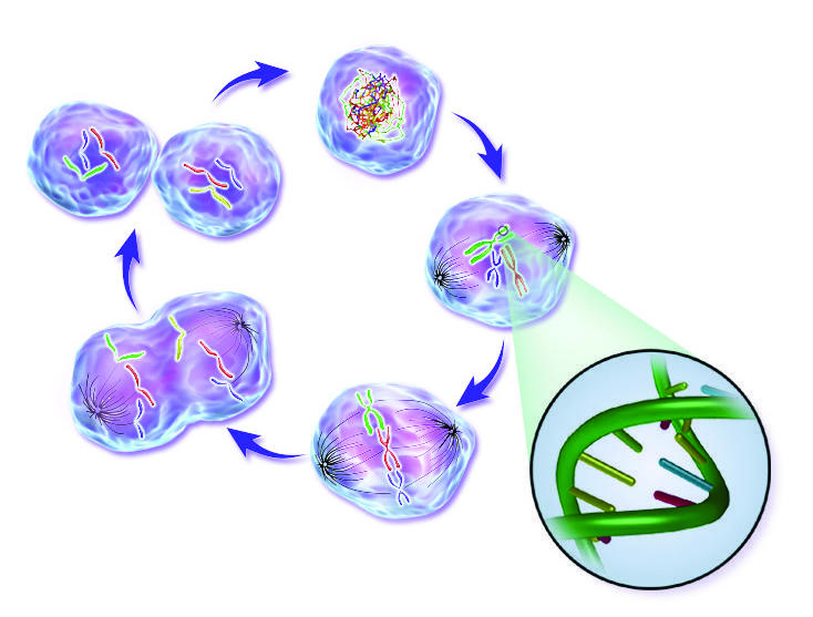 An illustration of phases of the life cycle of a normal cell