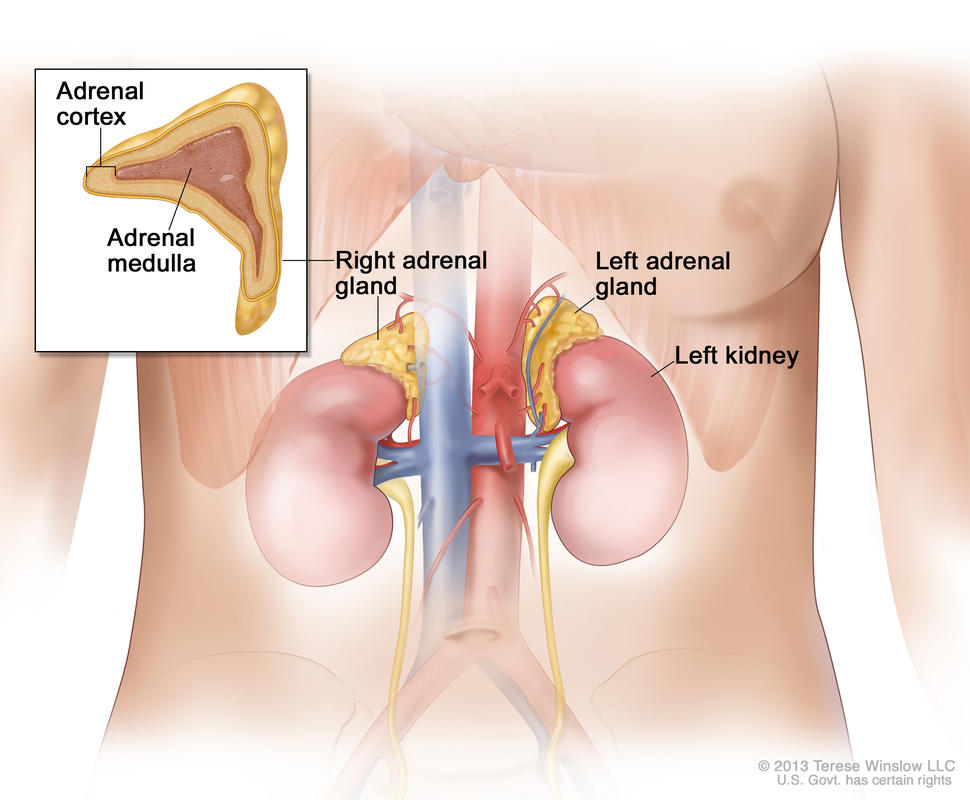 An illustration of the adrenal gland system, labeling the left and right adrenal glands and the left kidney. The right adrenal gland has a line pointing to an inset that shows the adrenal cortex and adrenal medulla.