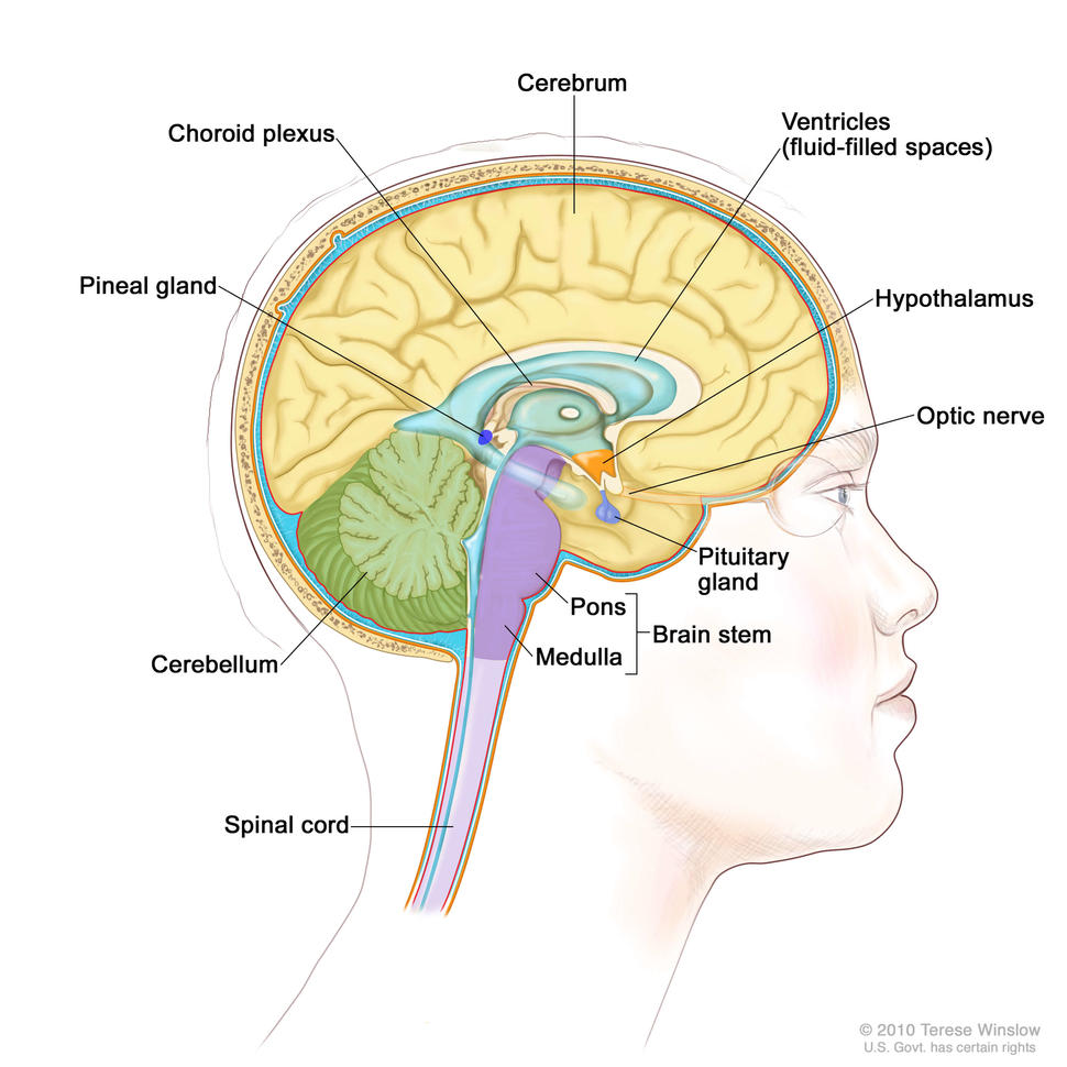 An illustrated cross section of an adult’s brain, labeling the choroid plexus, cerebrum, ventricles, hypothalamus, optic nerve, pituitary gland, brain stem (pons and medulla), spinal cord, cerebellum, and pineal gland.