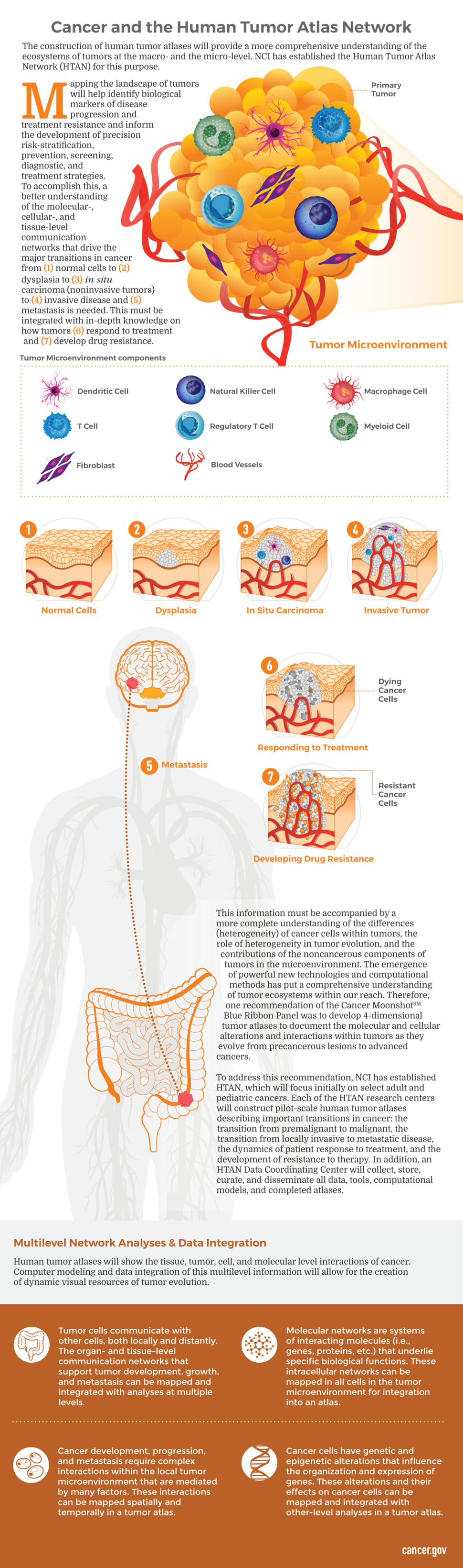 The construction of human tumor atlases will provide a more comprehensive understanding of the ecosystems of tumors at the macro- and the micro-level. NCI has established the Human Tumor Atlas Network (HTAN) for this purpose. Mapping the landscape of tumors will help identify biological markers of disease progression and treatment resistance and inform the development of precision risk-stratification, prevention, screening, diagnostic, and treatment strategies. NCI has established HTAN, which will focus ini