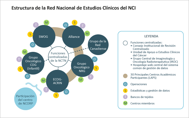 Diagrama que muestra los grupos de la NCTN, los servicios de apoyo a las investigaciones de la red, el apoyo normativo y administrativo y los miembros de los grupos de la red NCTN.