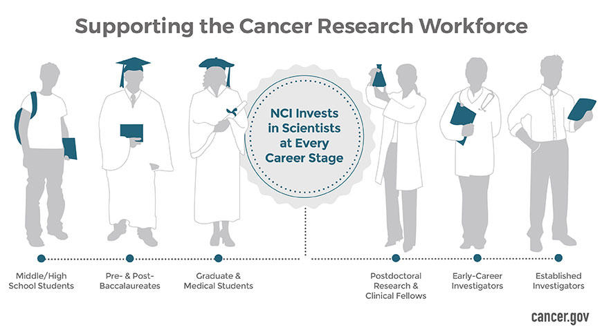 Supporting the Cancer Research workforce. NCI invests in Scientists at every career stage: Middle/High School Students; Pre- & Post-Baccalaureates; Graduate & Medical Students; Postdoctoral Research & Clinical Fellows; Early-Career Investigators; and Established Investigators.